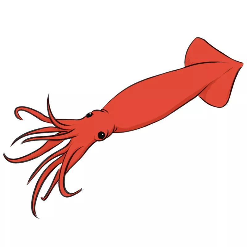 Squid Illustration