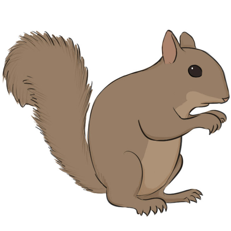 How to draw a squirrel