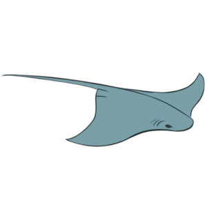 How to draw a stingray
