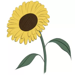 How to draw a sunflower