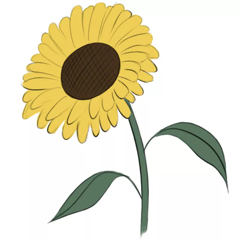 How to Draw a Sunflower Easy Drawing Art