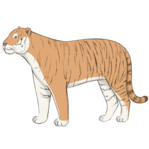 How to draw a tiger