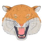 How to Draw a Tiger Head