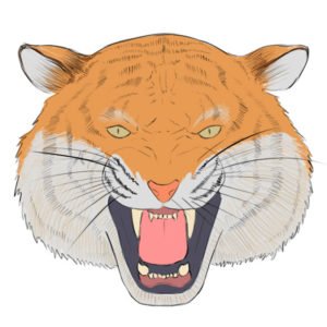 How to draw a tiger head