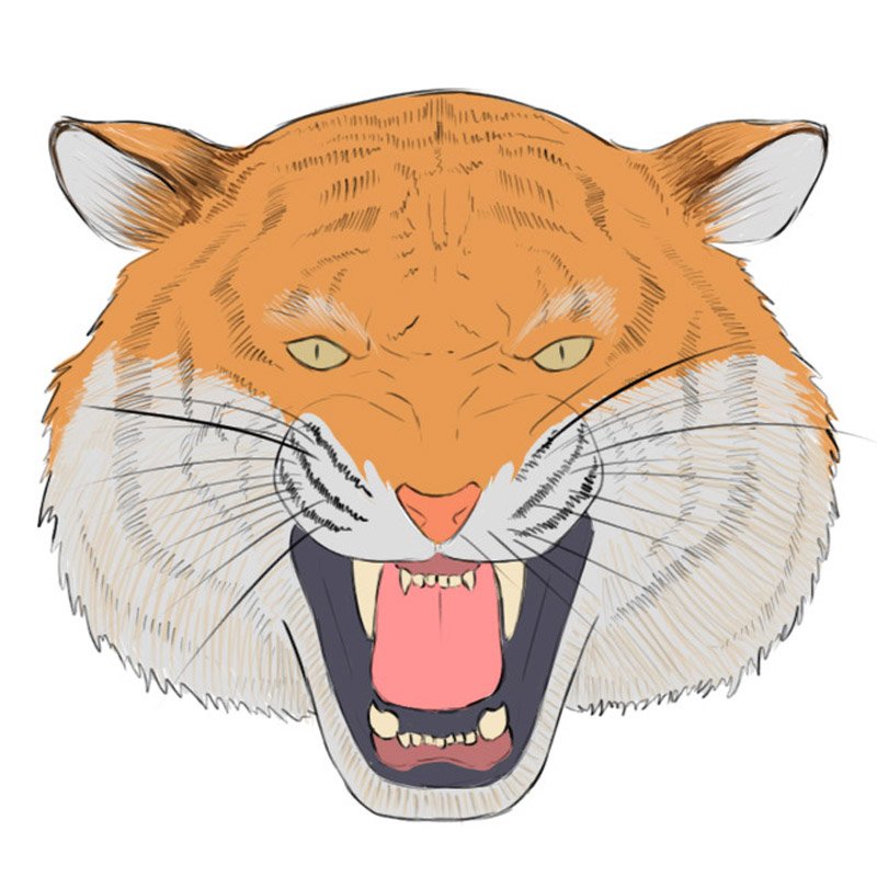 easy roaring tiger drawing