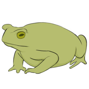 How to draw a toad