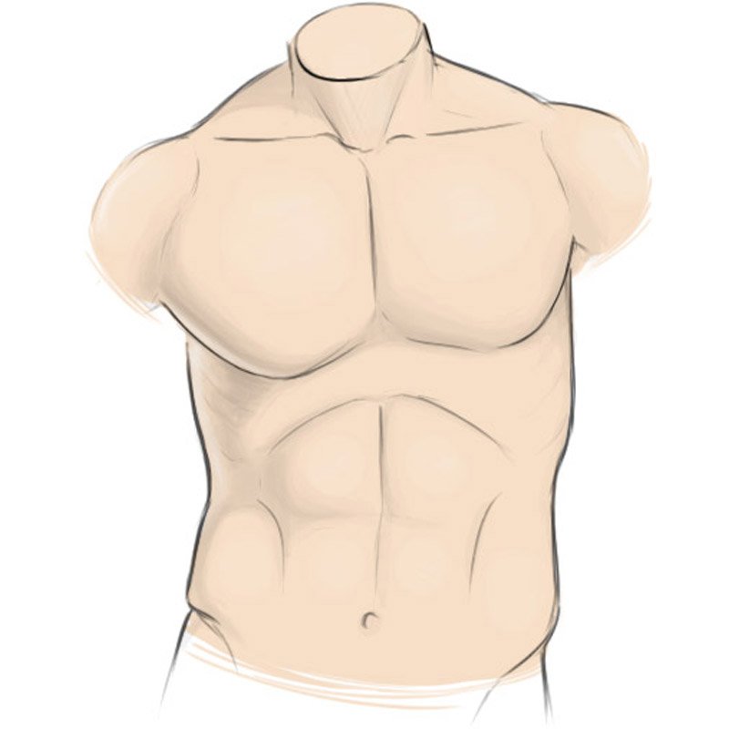 How To Draw A Male Torso 