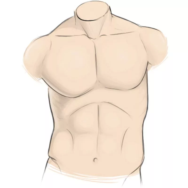 How to Draw a Torso - Easy Drawing Art