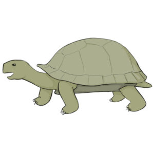 How to draw a tortoise