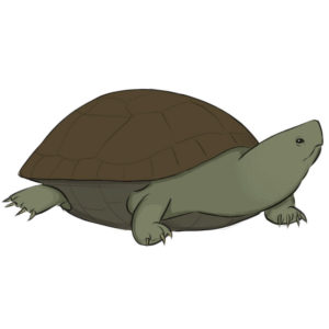 How to draw a turtle
