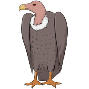 How to draw a vulture