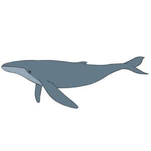 How to draw a whale
