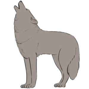 How to draw a wolf