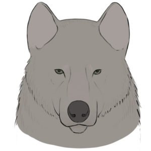 How to draw a wolf face