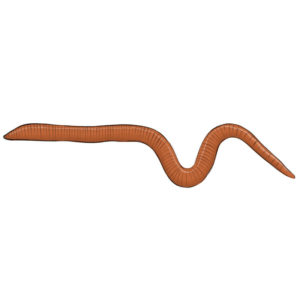 How to draw a worm