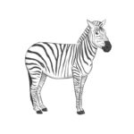 How to Draw a Zebra