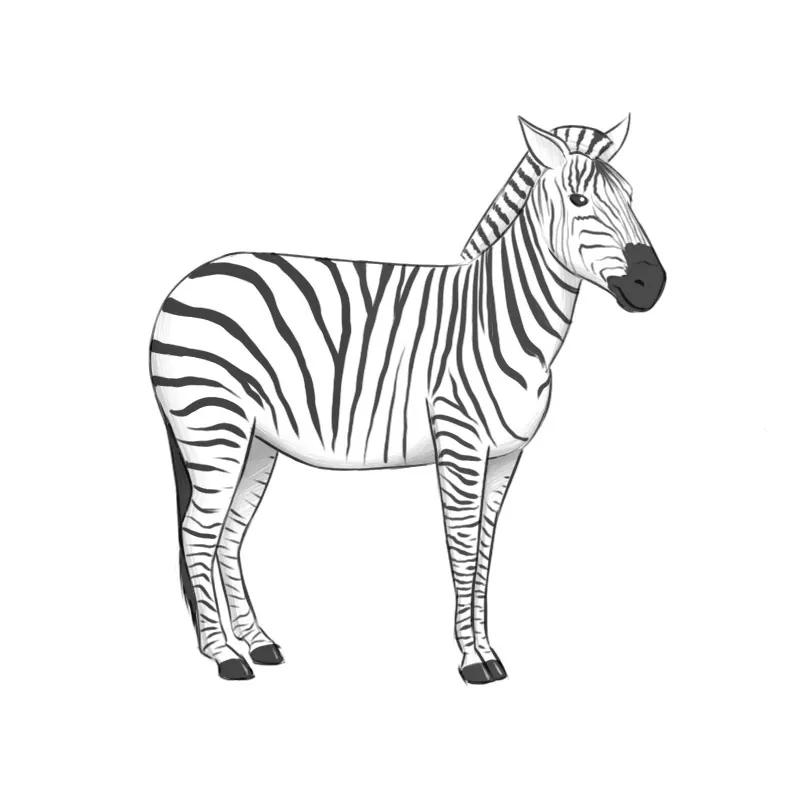 zebra drawing step by step