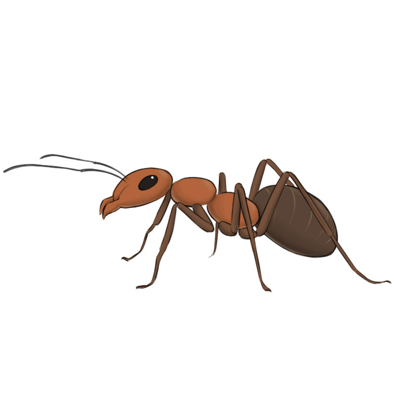 Ant Coloring Page | Easy Drawing Guides