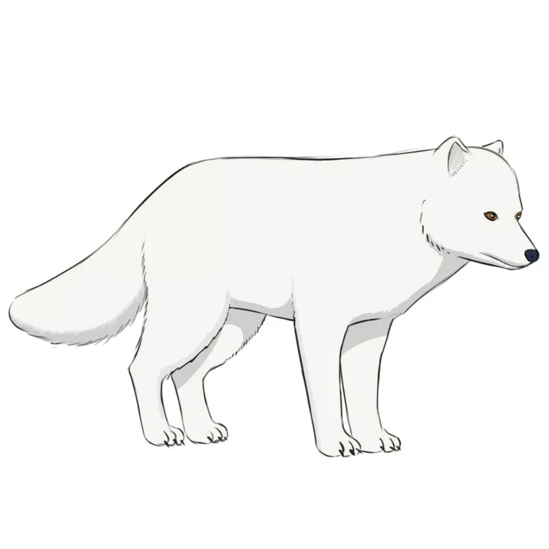 How to Draw an Arctic Fox Easy Drawing Art