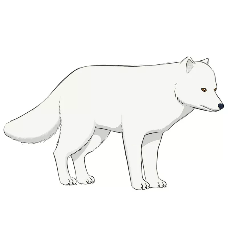 Arctic Fox Drawings Step By