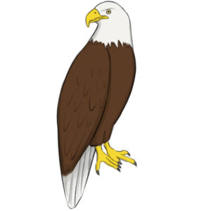 How to draw an eagle