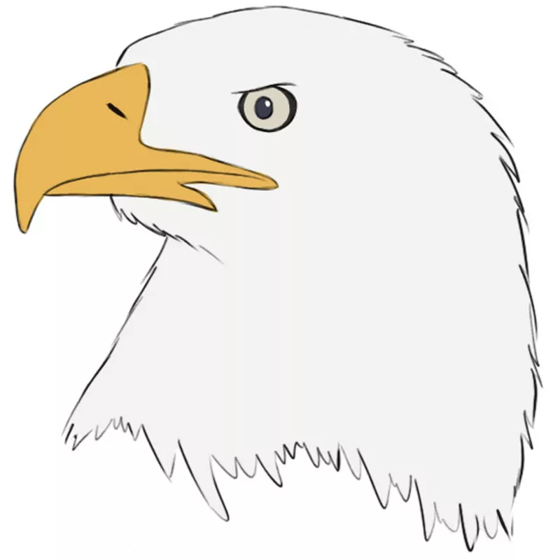 eagle head drawing