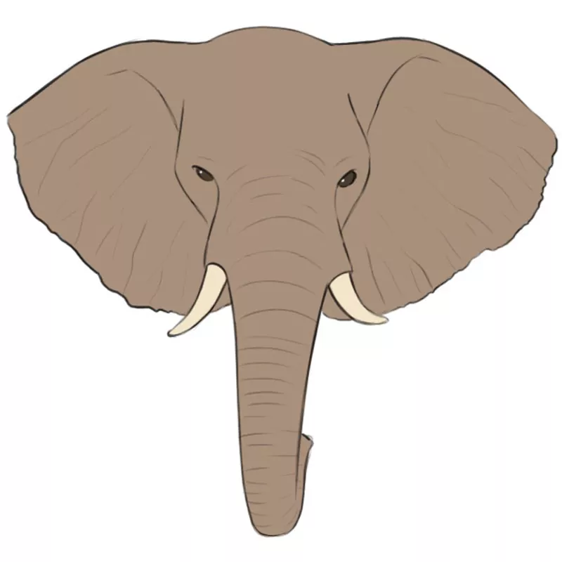 How to Draw an Elephant Head Easy Drawing Art