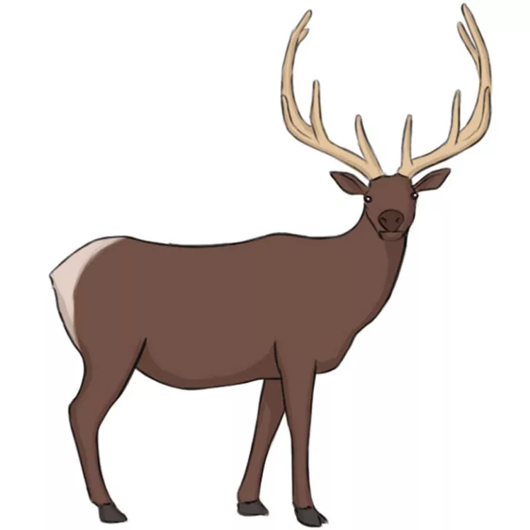 How to Draw an Elk