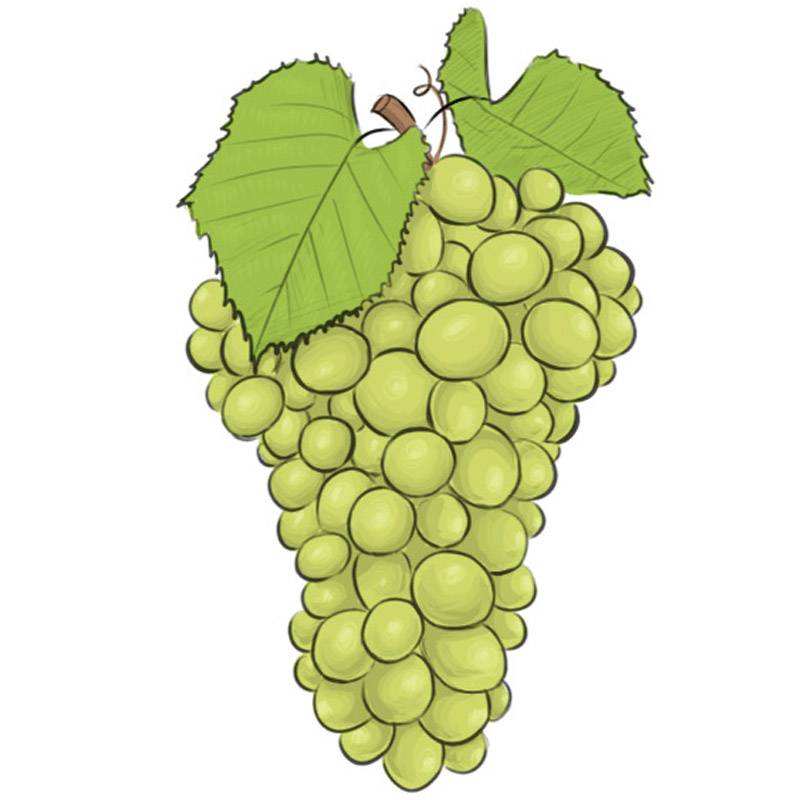 How to Draw Grapes - Easy Drawing Art