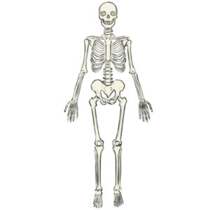 How to draw a skeleton