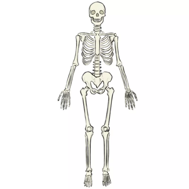 Share more than 77 skeleton sketch with label - in.eteachers