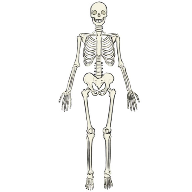 skeleton model drawing