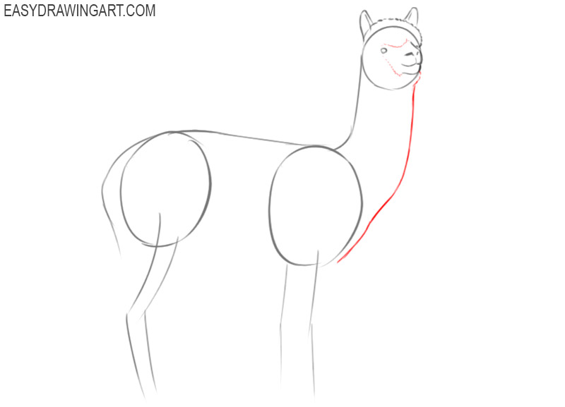 alpaca drawing easy