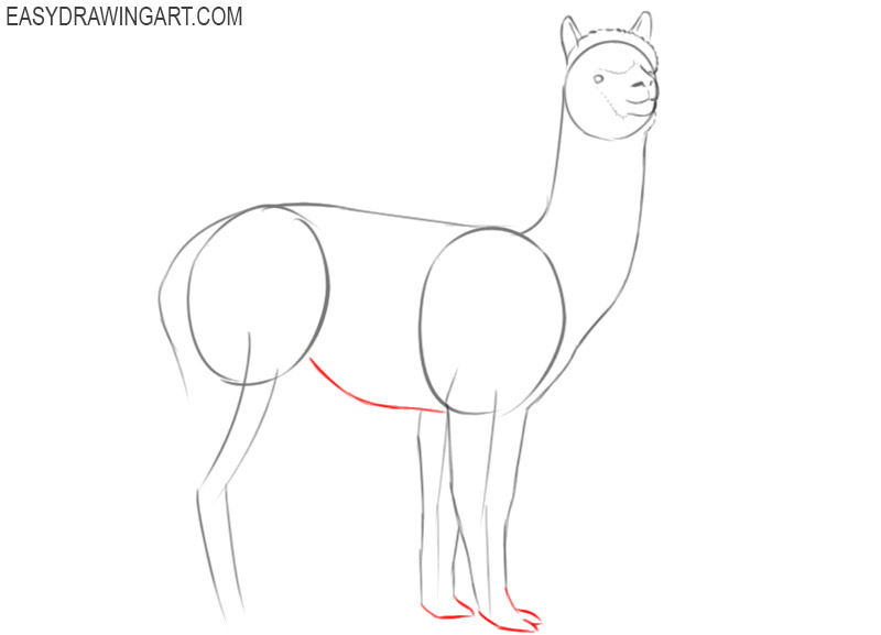 alpaca drawing images