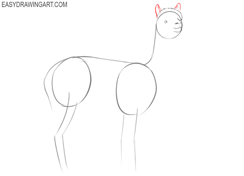 alpaca drawing outline