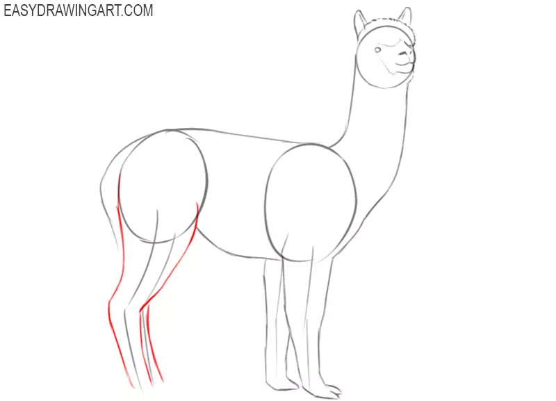 alpaca drawing tutorial