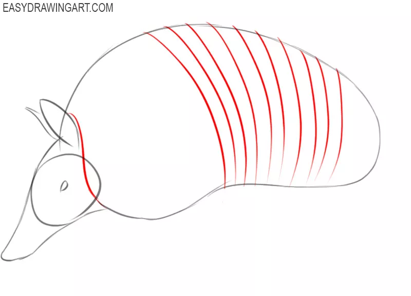 armadillo drawing step by step 