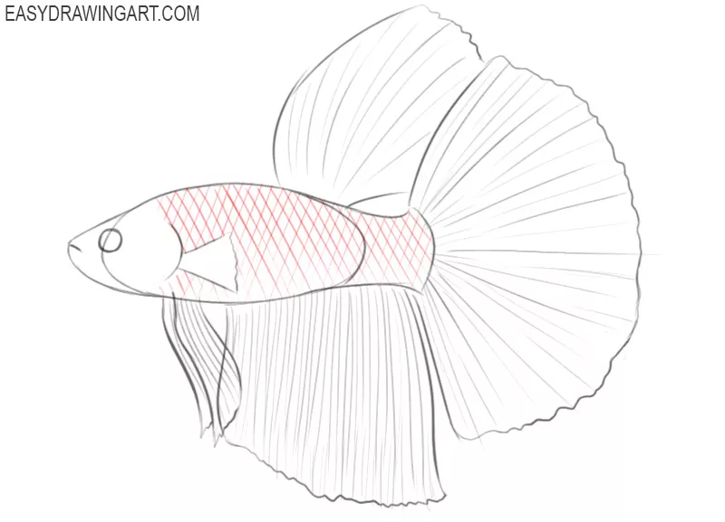 betta fish cartoon drawing 