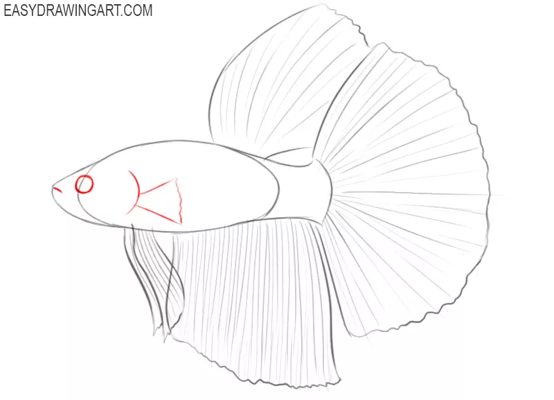 betta fish drawing tutorial 