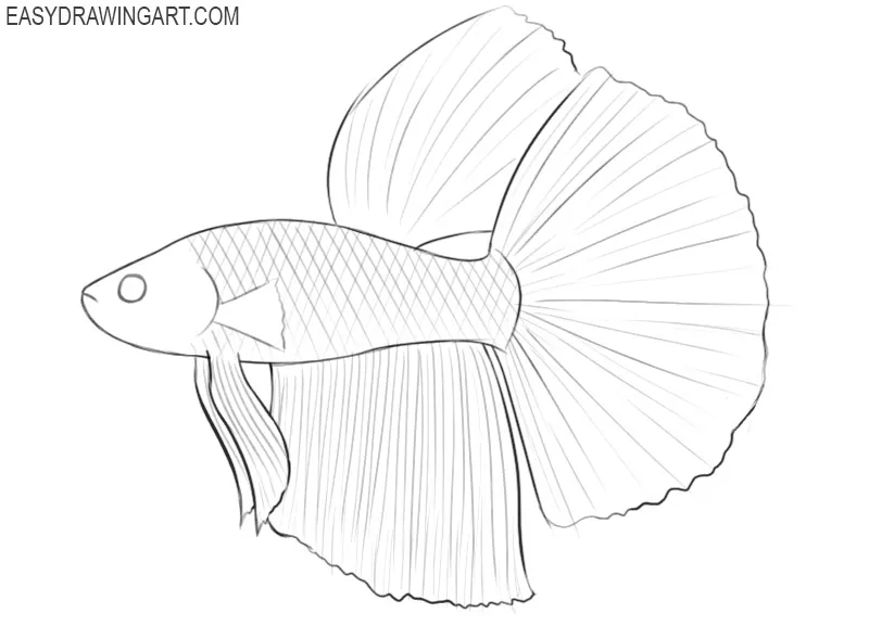 betta fish pencil drawings