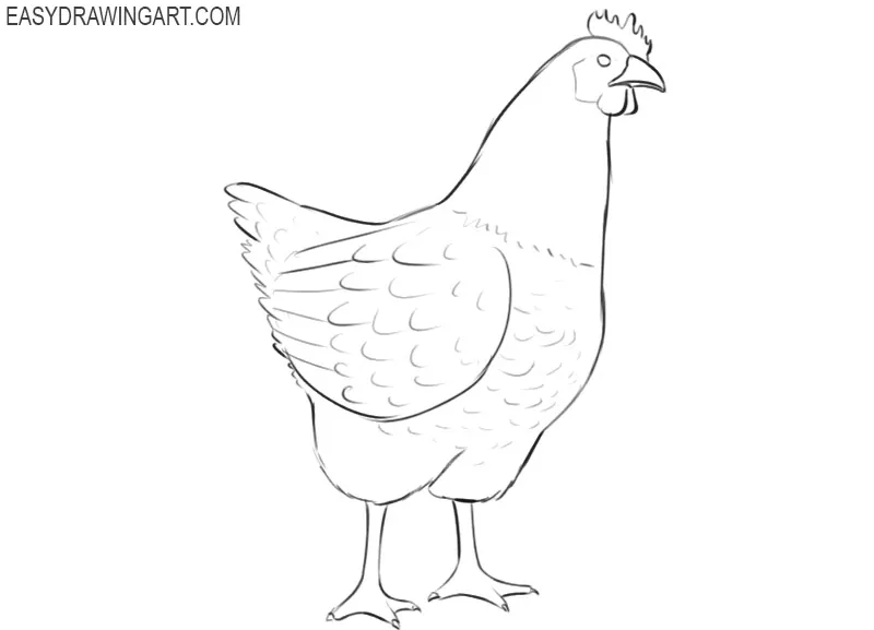 chicken drawing color