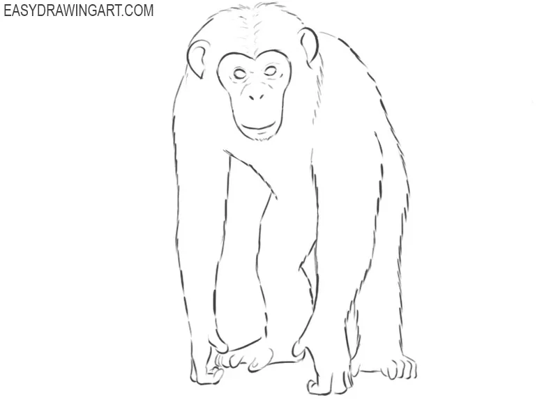 chimpanzee drawing step by step
