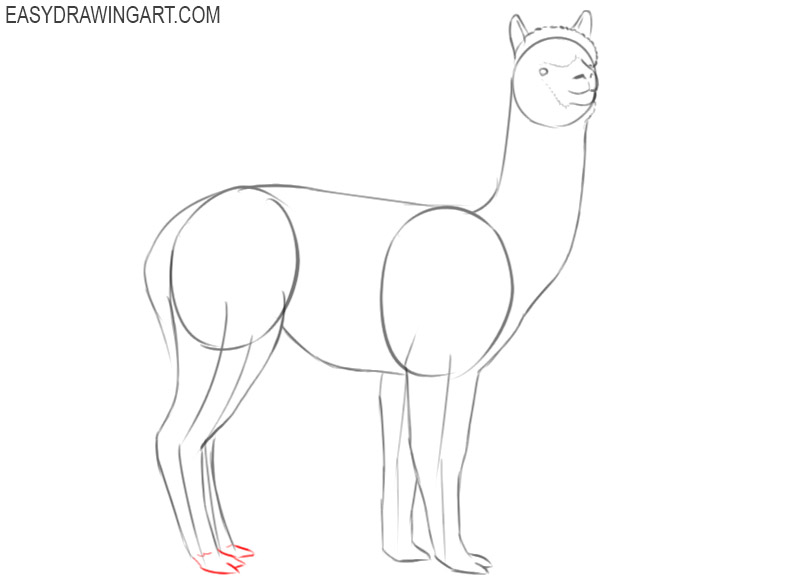 cool alpaca drawing