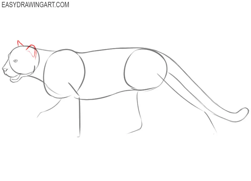 cougar drawing easy