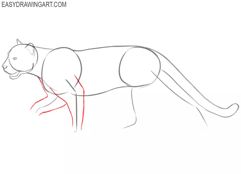 cougar drawing step by step