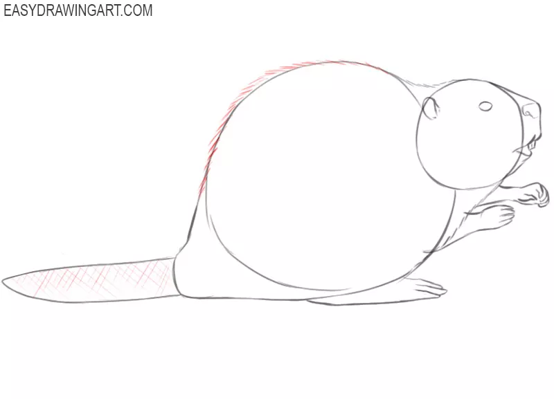 easy way to draw a beaver