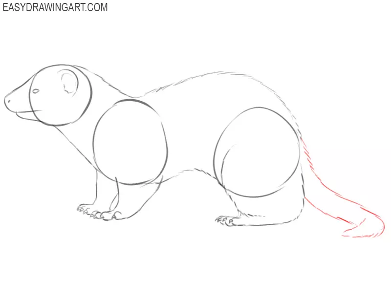 ferret drawing easy