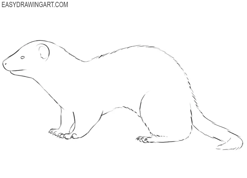 ferret drawing step by step