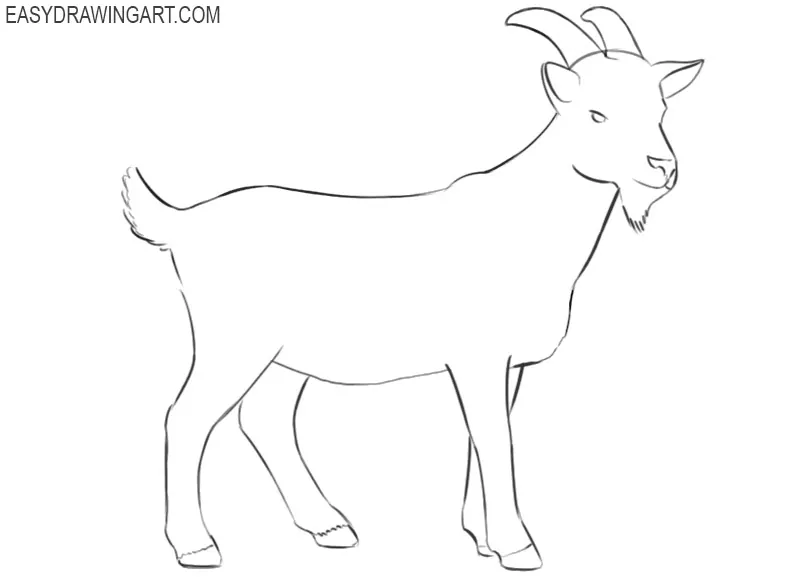 goat animal drawing