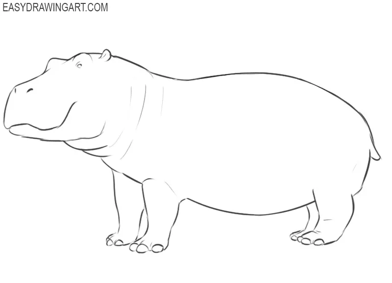 How to Draw a Hippopotamus (Wild Animals) Step by Step |  DrawingTutorials101.com